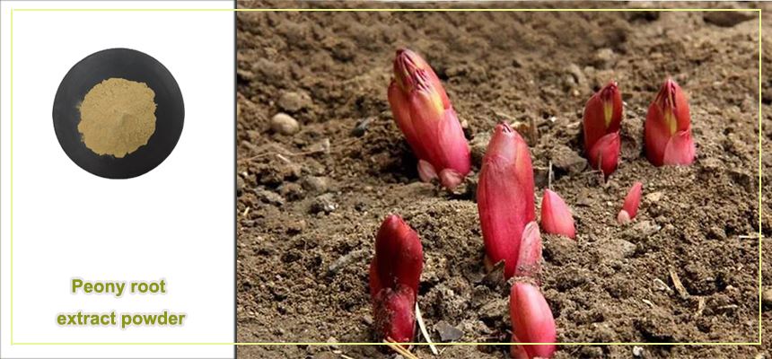 Peony root extract powder raw material display Peony root extract powder raw material display